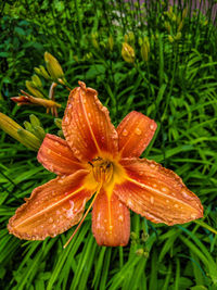 Close-up of wet orange day lily blooming outdoors