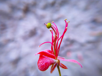 Close-up of pink flowering plant