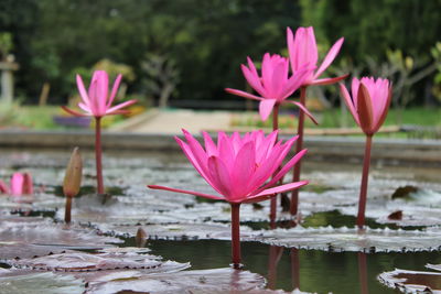 Close-up of lotus water lily in pond