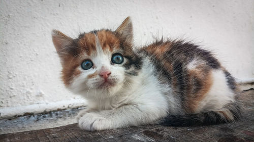 Close-up portrait of kitten relaxing outdoors