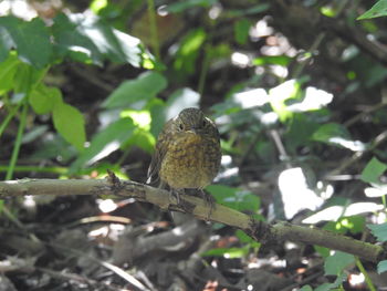 Low angle view of bird perching on branch