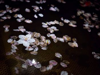 Close-up of flowers