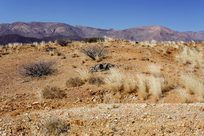 Scenic view of arid landscape against clear sky