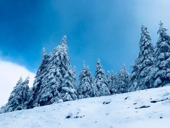 Snow covered pine trees against blue sky