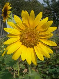 Close-up of sunflower blooming outdoors