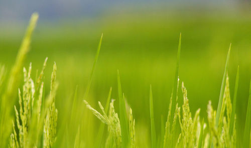 Close-up of crops growing on field