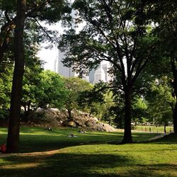 Trees in park