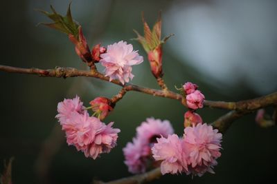 Close-up of pink flowers