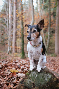 Dog looking away while sitting on tree trunk