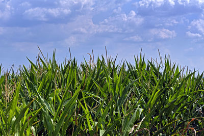 Crops growing on field against sky