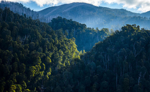 Trees in forest against sky