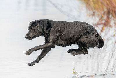 Side view of a dog on the lake