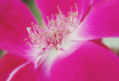Close-up of pink flower