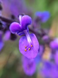 Close-up of purple flower