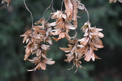 Close-up of dry leaves on plant