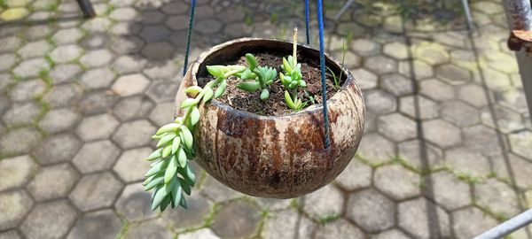 High angle view of potted plant