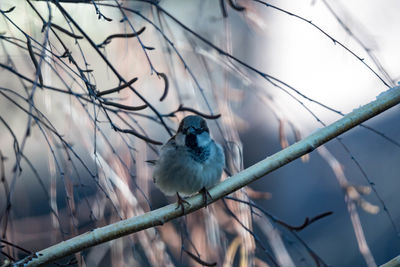 Close-up of bird perching on branch