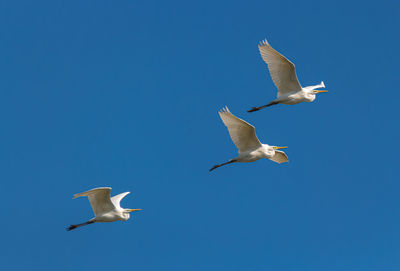 Low angle view of seagulls flying