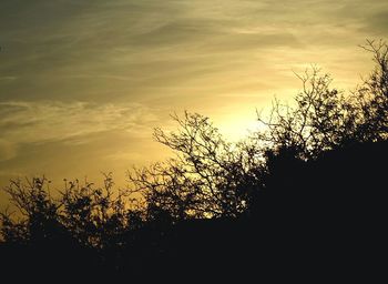Silhouette trees against sky during sunset