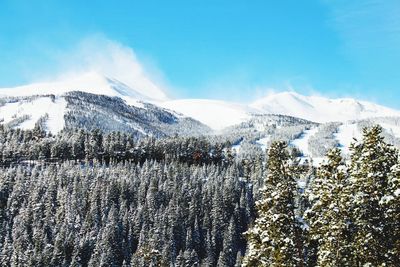 Pine trees on snowcapped mountains against sky