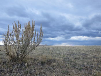 Tree on field against sky