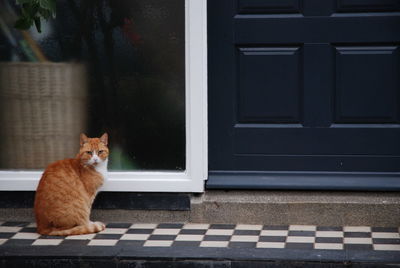 Portrait of cat sitting on street