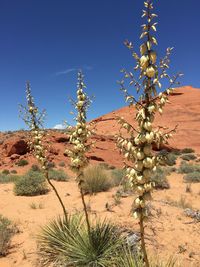 View of tree in desert