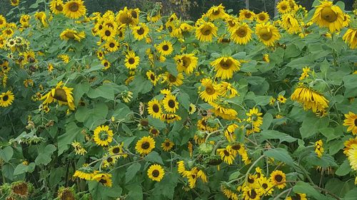 Yellow flowers blooming in field