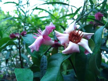 Close-up of pink flowers blooming on tree