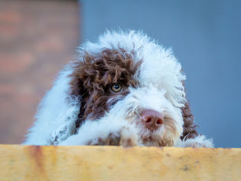 Close-up portrait of a dog