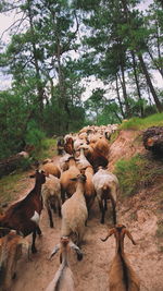 View of sheep on field