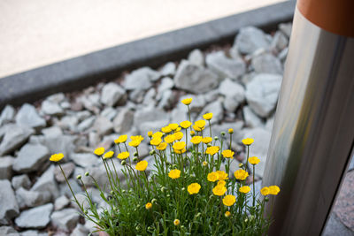 Close-up of yellow flowers