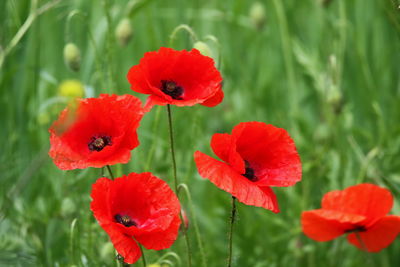 Close-up of red poppy flowers