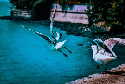 View of seagulls taking off by sea