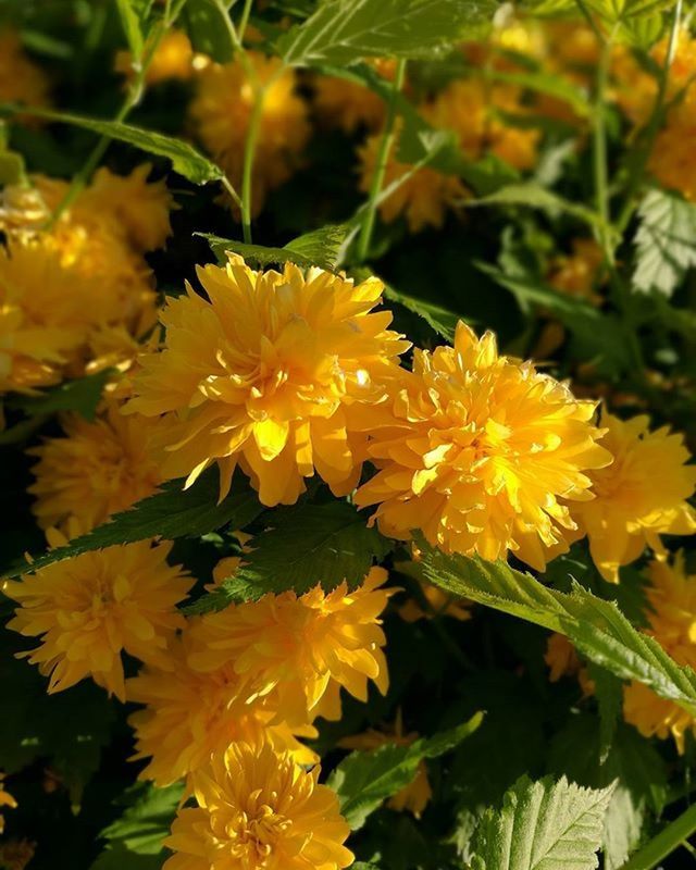 CLOSE-UP OF YELLOW FLOWERS BLOOMING