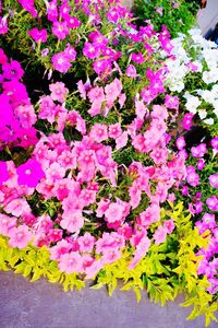 High angle view of pink flowering plants