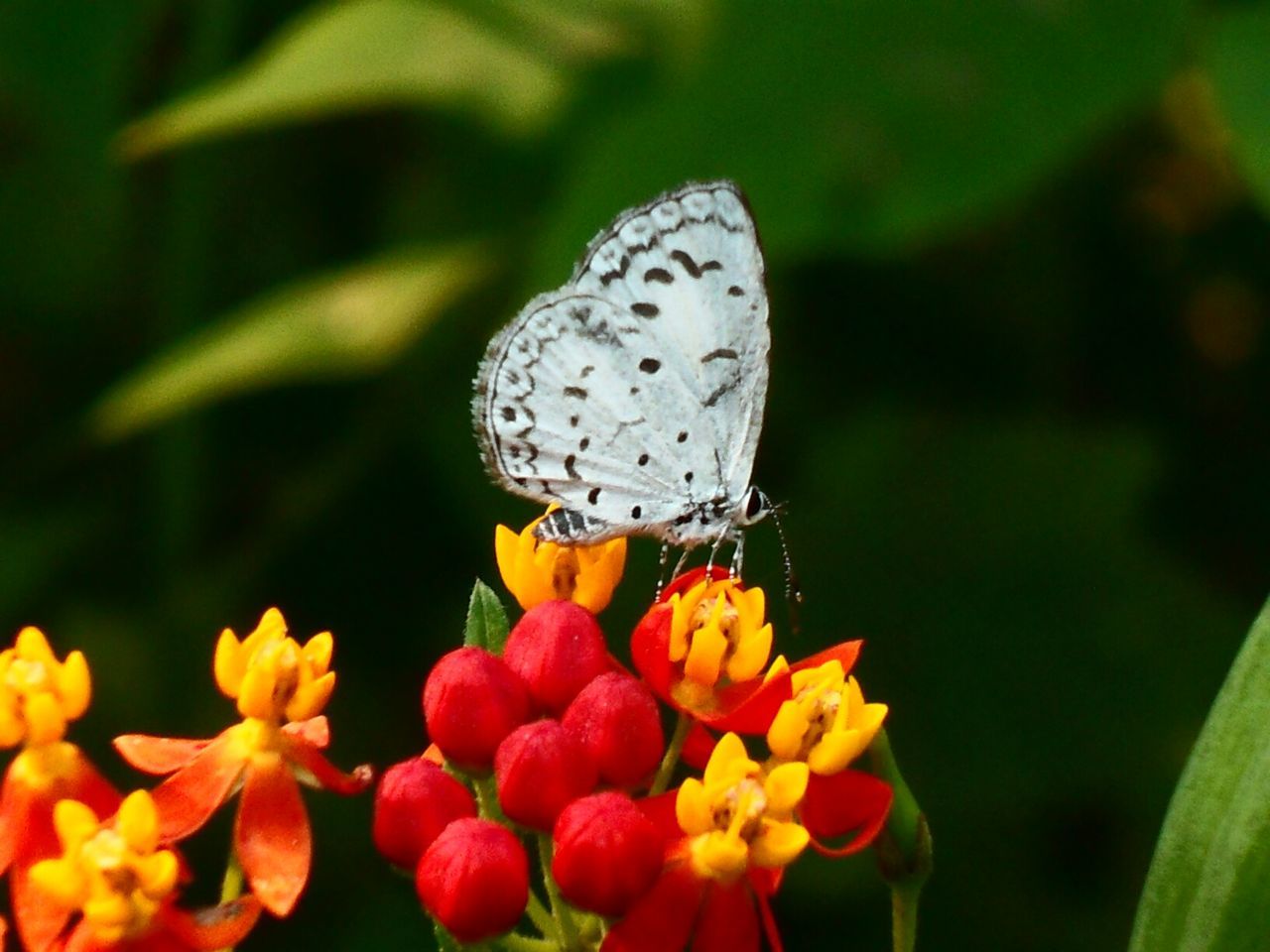 flower, one animal, animals in the wild, insect, focus on foreground, butterfly - insect, animal themes, butterfly, wildlife, close-up, beauty in nature, plant, fragility, petal, freshness, nature, growth, flower head, yellow, animal markings