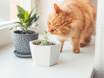 Ginger cat sniffs houseplants. flower pots with crassula, sansevieria. fluffy pet smells succulents.