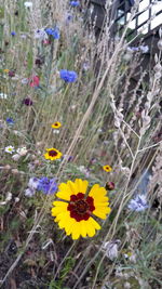 Close-up of yellow flowering plant on field