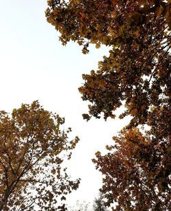 Low angle view of trees against clear sky