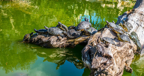 High angle view of turtle in lake