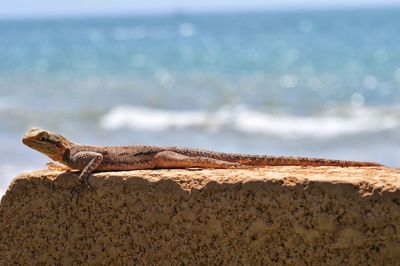 View of lizard on rock at beach