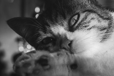 Cat laying black and white