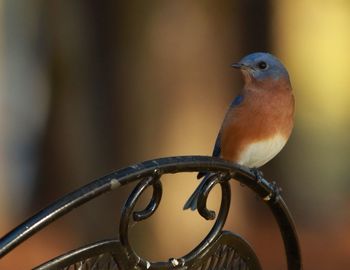 Eastern bluebird perching on railing