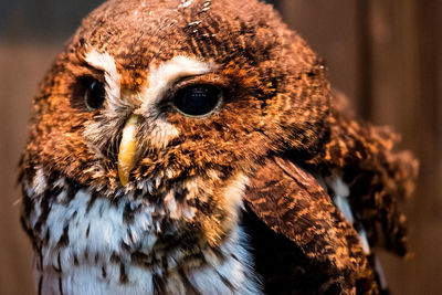 Close-up of owl looking away