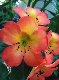 Close-up of red flower