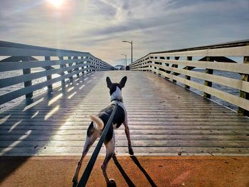 Dog on a leash, looking at a pier