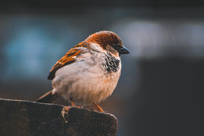 Close-up of sparrow perching on railing