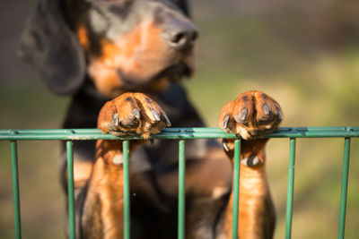 Close-up of a dog paws on metal fence