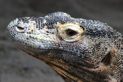 Close-up of a lizard